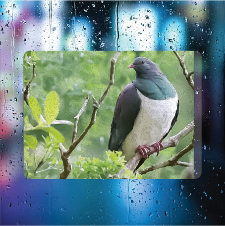 Kereru
