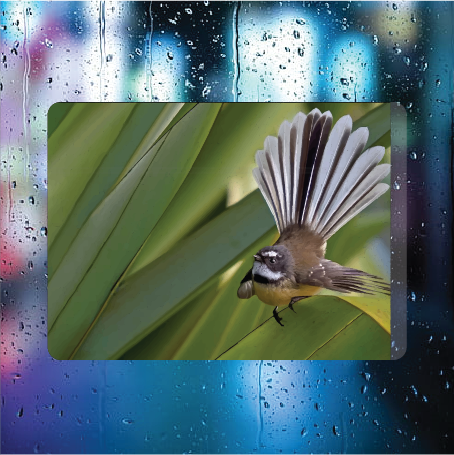 Piwakawaka